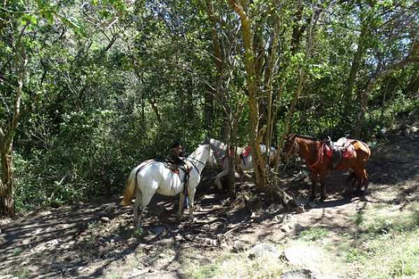 Beach Horseback Ride