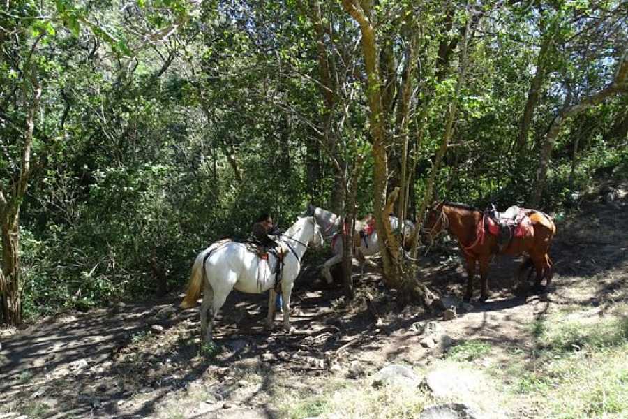 Arenas Brasilito Beach Horseback Ride