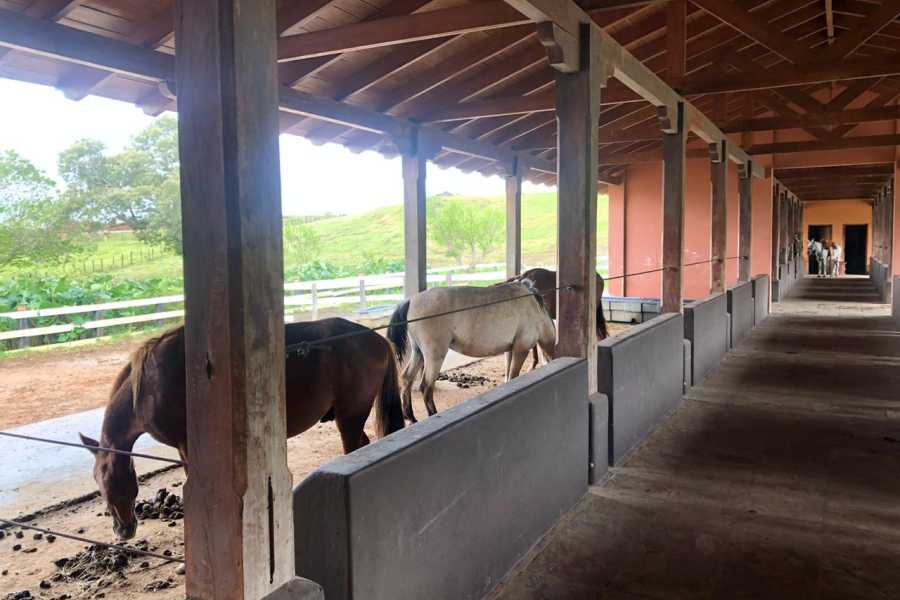 Arenas Brasilito Beach Horseback Ride