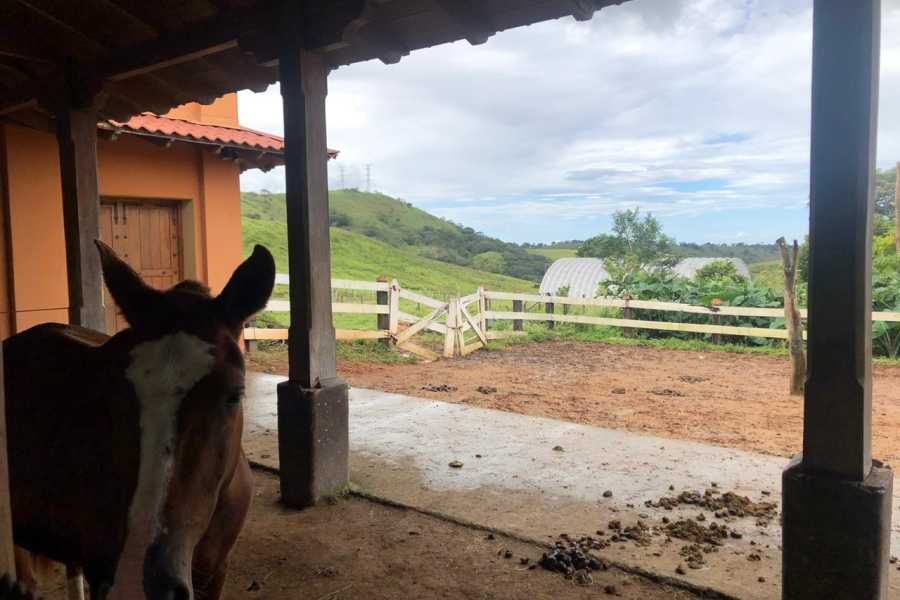 Arenas Brasilito Beach Horseback Ride
