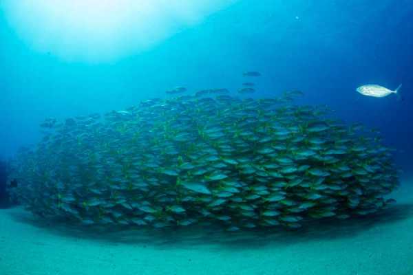 Fishing and Snorkeling Trip