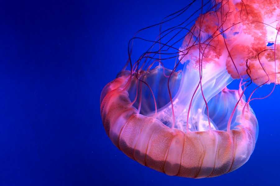 Arenas Brasilito Fishing and Snorkeling Trip