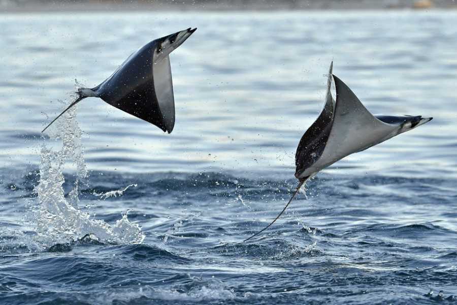 Arenas Brasilito Fishing and Snorkeling Trip