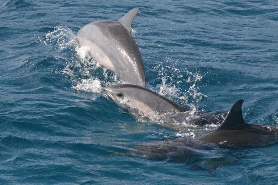 Arenas Brasilito Fishing and Snorkeling Trip