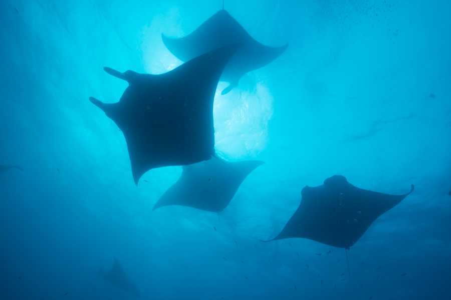 Arenas Brasilito Fishing and Snorkeling Trip