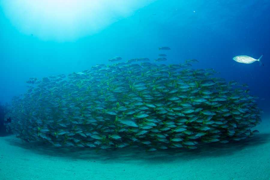 Arenas Brasilito Fishing and Snorkeling Trip