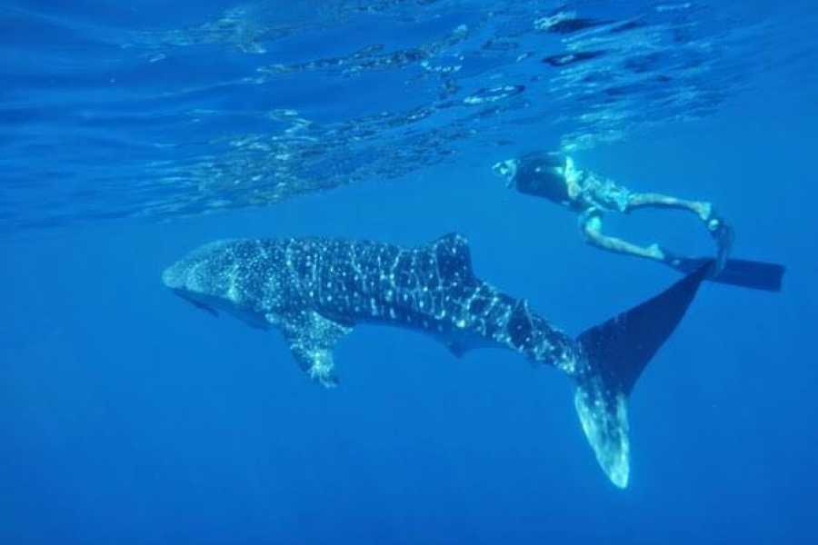 Arenas Brasilito Fishing and Snorkeling Trip