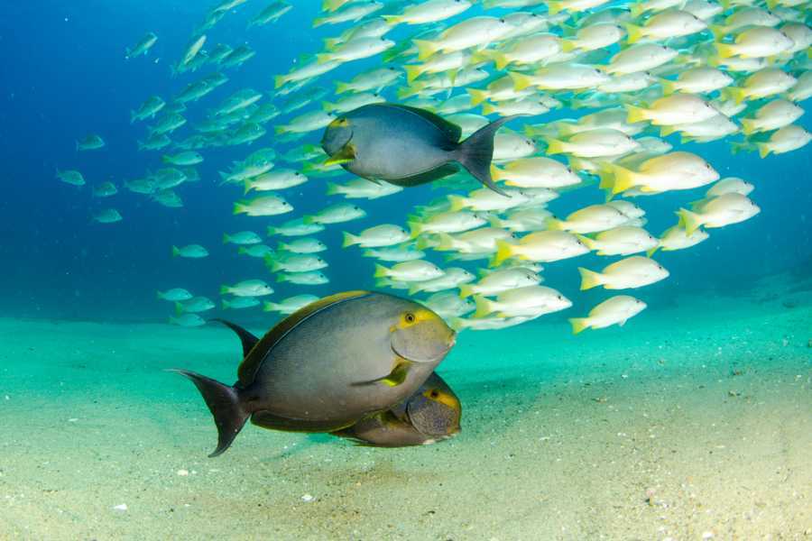 Arenas Brasilito Fishing and Snorkeling Trip