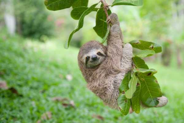 Sloth & Wildlife Adventure