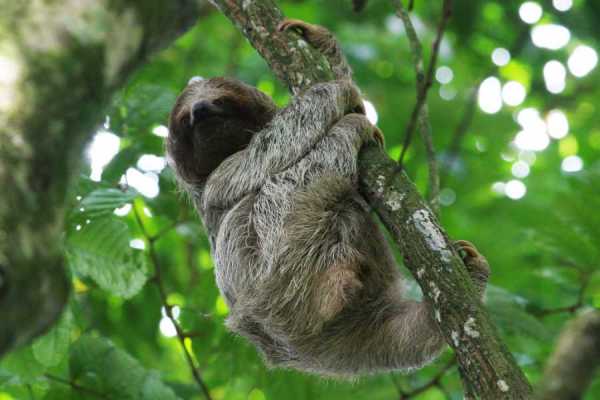 Sloth & Wildlife Adventure