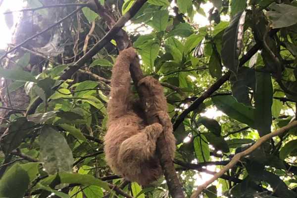 Sloth & Wildlife Adventure