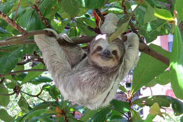 Sloth & Wildlife Adventure