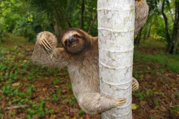 Sloth & Wildlife Adventure