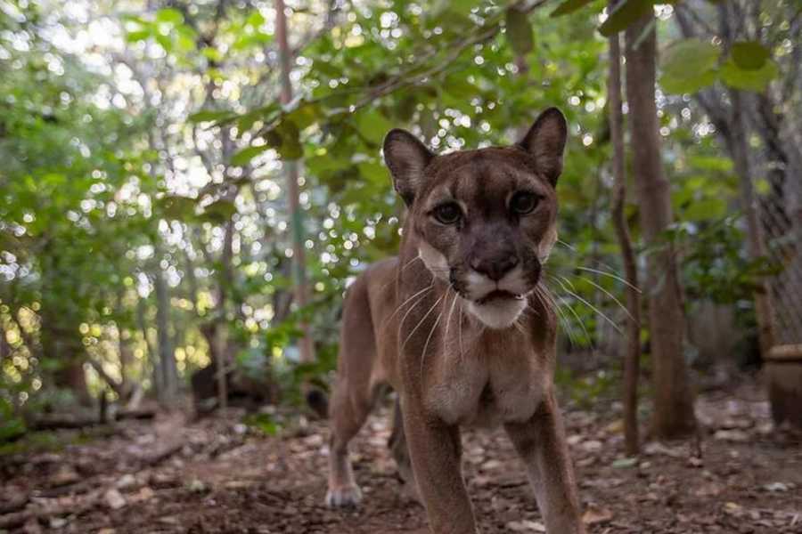 Arenas Brasilito Sloth & Wildlife Adventure