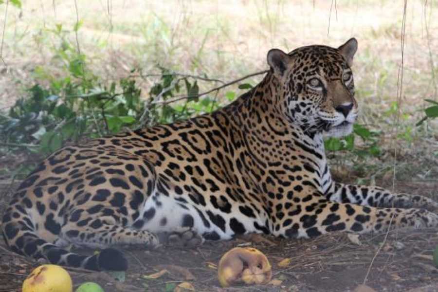 Arenas Brasilito Sloth & Wildlife Adventure