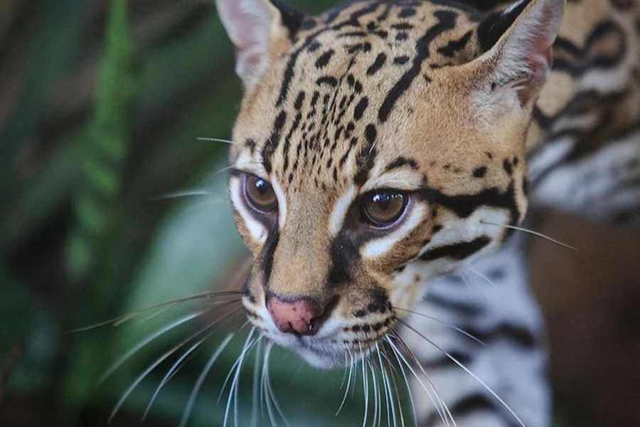 Arenas Brasilito Sloth & Wildlife Adventure