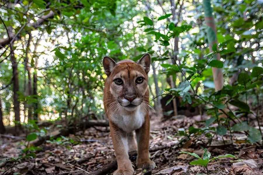 Arenas Brasilito Sloth & Wildlife Adventure