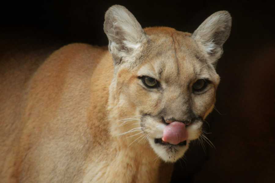 Arenas Brasilito Sloth & Wildlife Adventure