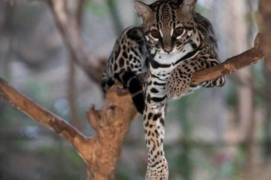 Arenas Brasilito Sloth & Wildlife Adventure