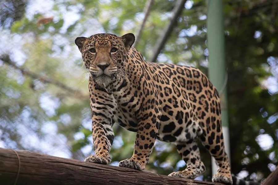 Arenas Brasilito Sloth & Wildlife Adventure