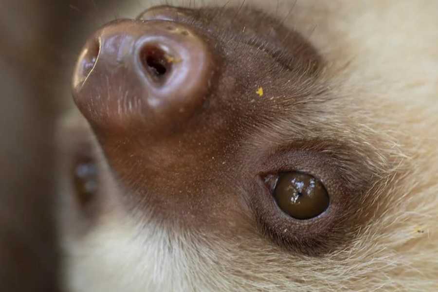 Arenas Brasilito Sloth & Wildlife Adventure