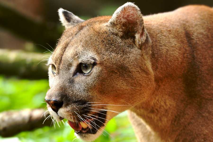 Arenas Brasilito Sloth & Wildlife Adventure