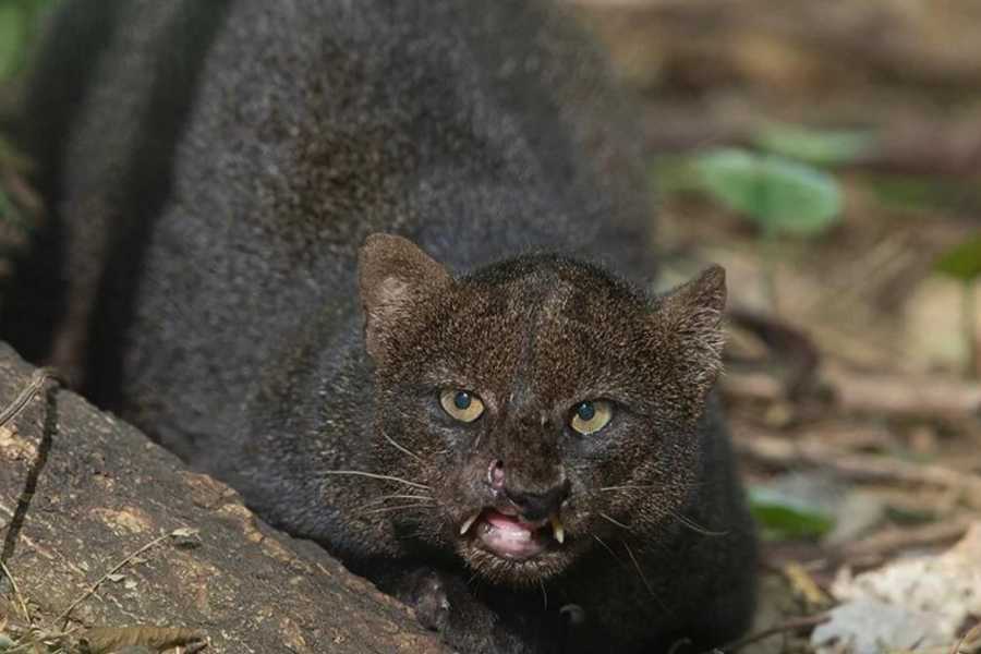 Arenas Brasilito Sloth & Wildlife Adventure