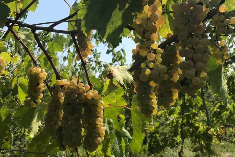 Bologna Welcome - eXtraBo Vini naturali e sapori autentici - Speciale Weekend del gusto