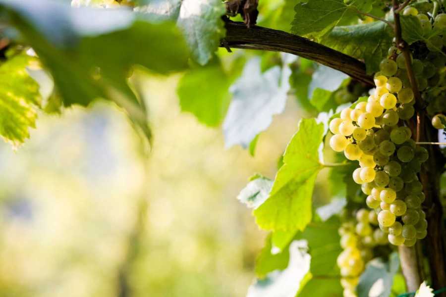 Bologna Welcome - eXtraBo Vini e tradizione tra vigneto e cantina - Speciale Weekend del gusto