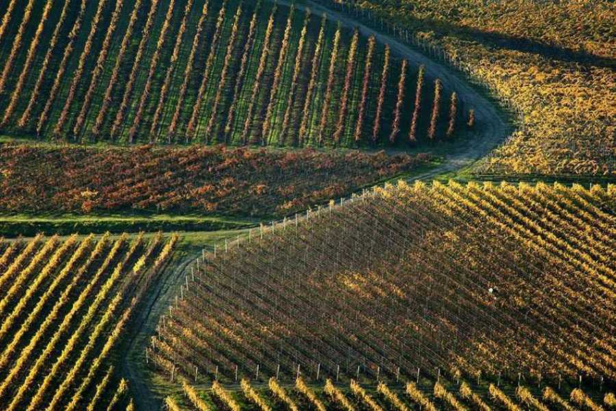 Bologna Welcome - eXtraBo Vini e tradizione tra vigneto e cantina - Speciale Weekend del gusto