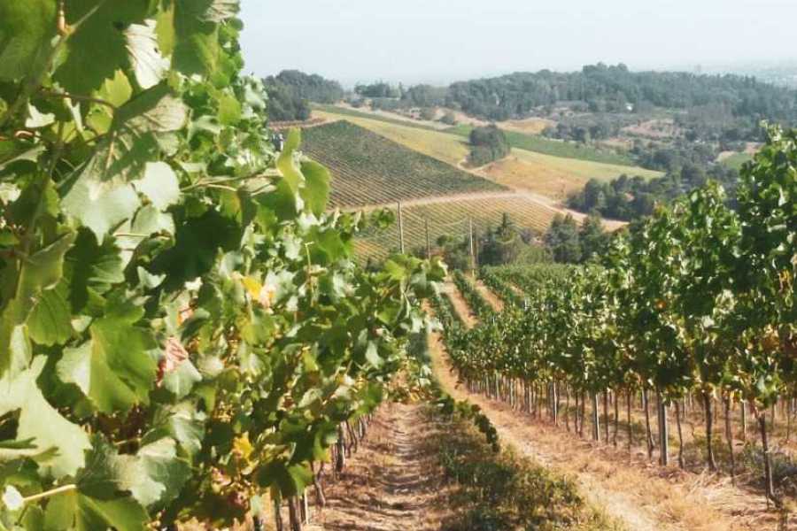 Bologna Welcome - eXtraBo Vini e tradizione tra vigneto e cantina - Speciale Weekend del gusto