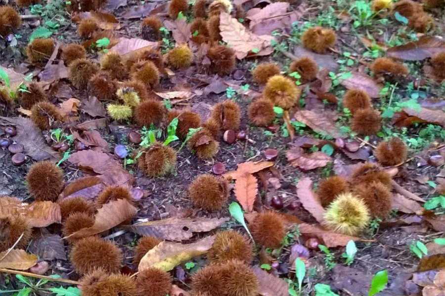 Bologna Welcome - eXtraBo Castagne da scoprire: passeggiata, raccolta e degustazione - Speciale Weekend del gusto