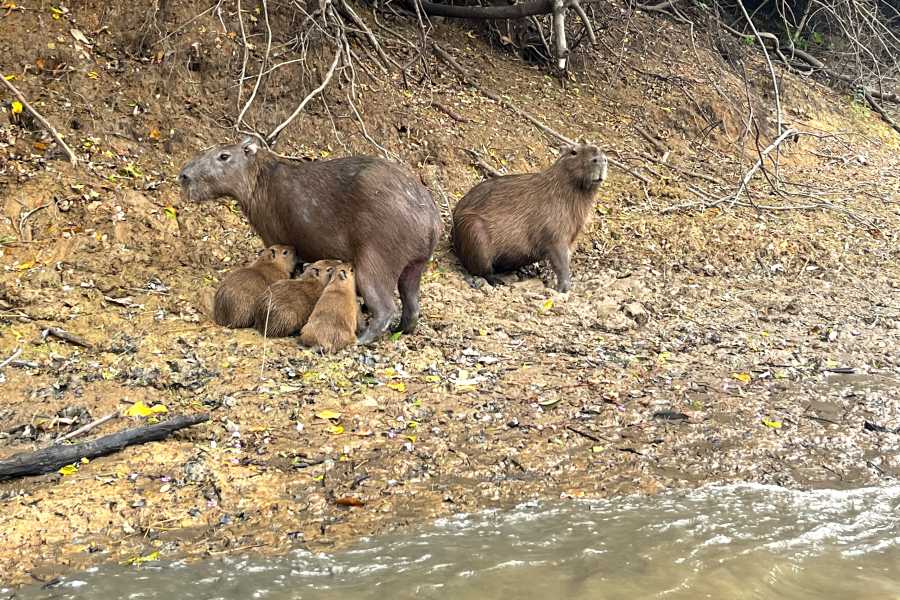 buhostours Rurrenabaque : Tour des Pampas