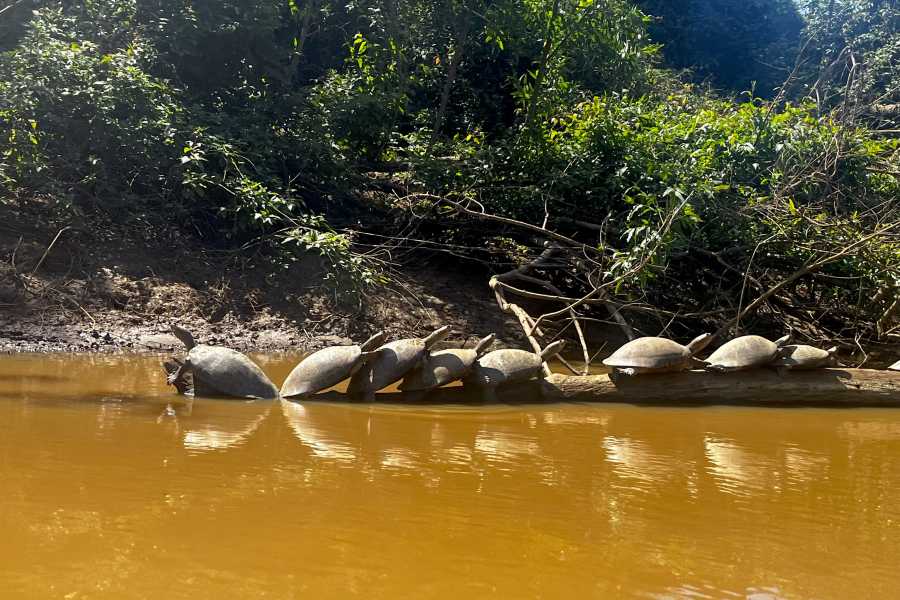 buhostours Rurrenabaque : Tour des Pampas