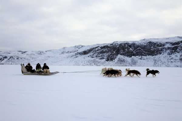 Dogsledding, 1,5 time - Standard