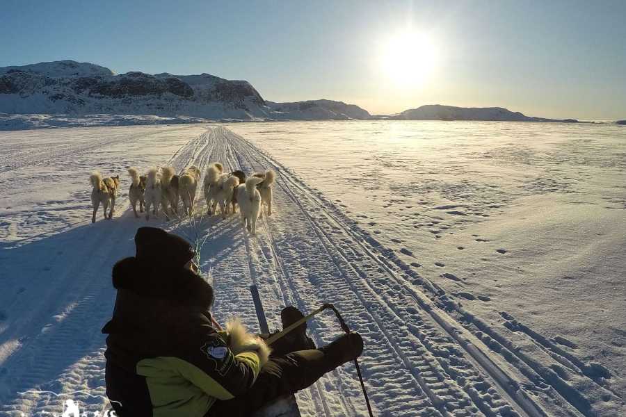 Diskobay Tours Dogsledding, 1,5 time - Standard