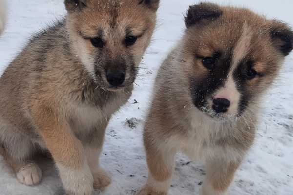 Dogsledding, 1,5 hour - w. guide