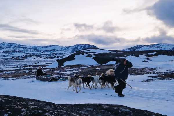 Dogsledding, 1,5 hour - w. guide