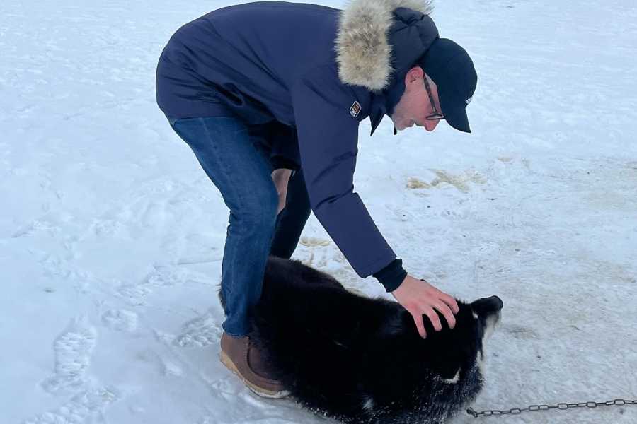 Diskobay Tours Hundesl&aelig;detur, 1,5 time - m. guide