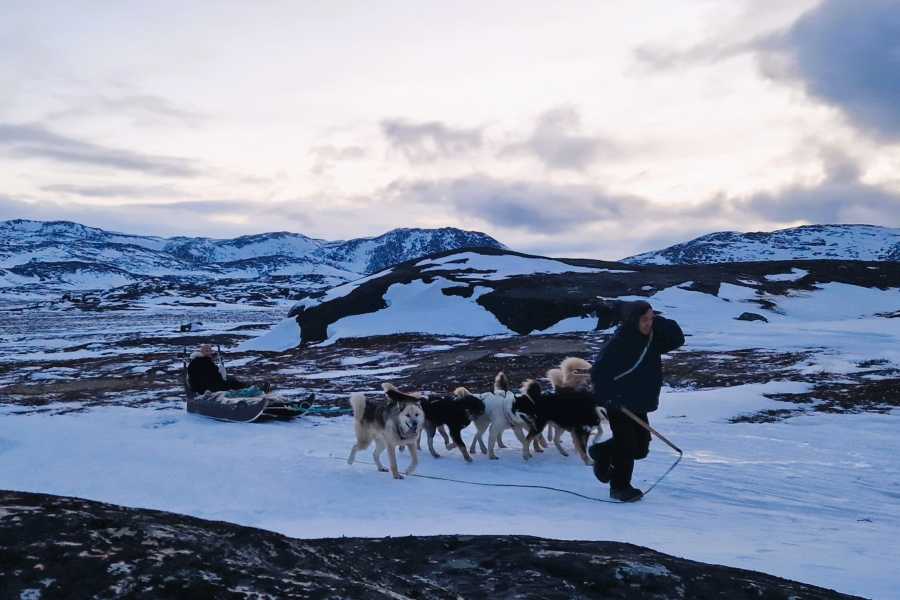 Diskobay Tours Hundesl&aelig;detur, 1,5 time - m. guide