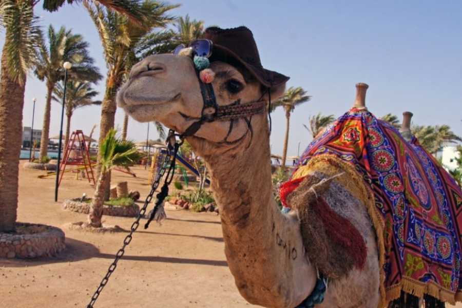 Egypt Tour packages 10 Days Egypt New Year Tour Package Cairo to luxor and Hurghada
