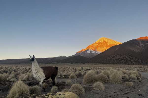 Sajama