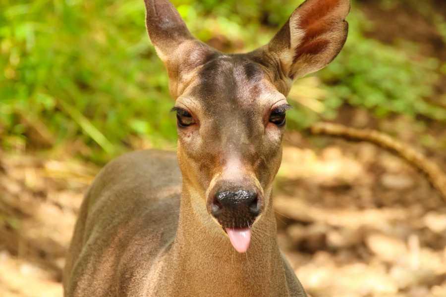 Tour Guanacaste Diamante Animal Sanctuary and Cultural Day Pass