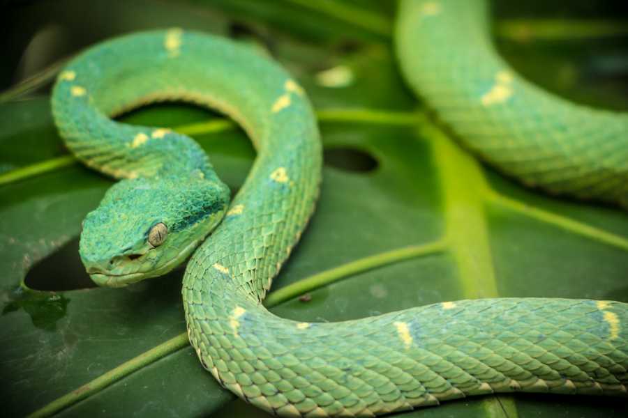 Tour Guanacaste Diamante Animal Sanctuary and Cultural Day Pass