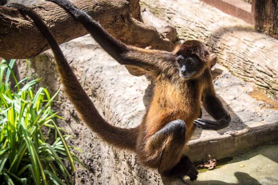 Tour Guanacaste Diamante Animal Sanctuary and Cultural Day Pass