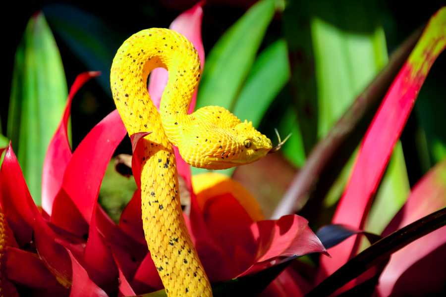 Tour Guanacaste Diamante Animal Sanctuary and Cultural Day Pass