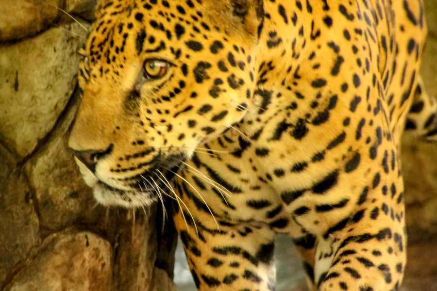 Tour Guanacaste Diamante Animal Sanctuary and Cultural Day Pass