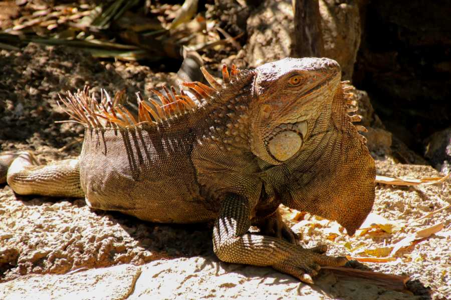 Tour Guanacaste Diamante Animal Sanctuary and Cultural Day Pass