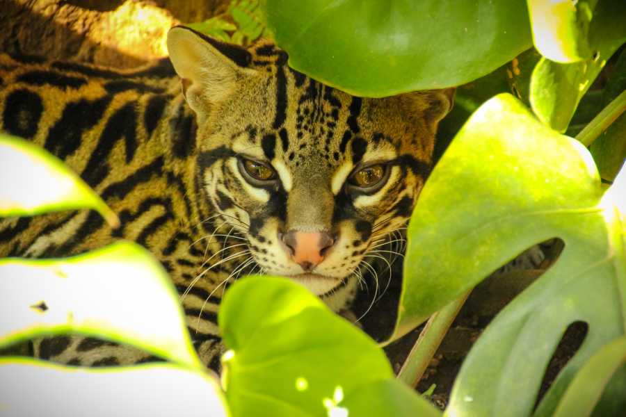 Tour Guanacaste Diamante Animal Sanctuary and Cultural Day Pass