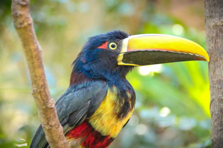 Tour Guanacaste Diamante Animal Sanctuary and Cultural Day Pass